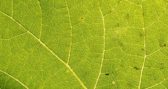 Green nature plant