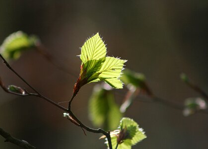 Tree garden light