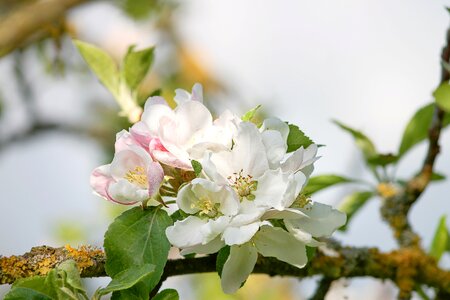 Blossom bloom apple tree flowers