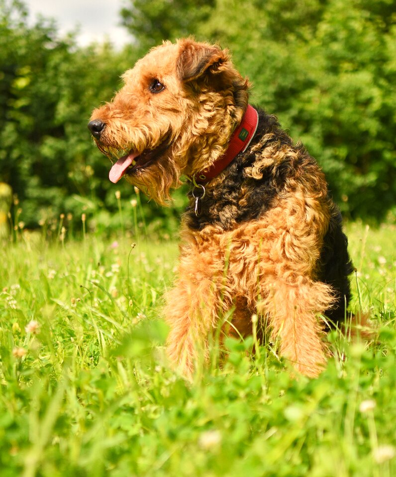 Purebred airedale race