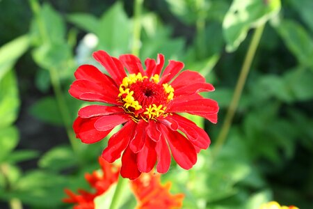 Spring in the summer of garden