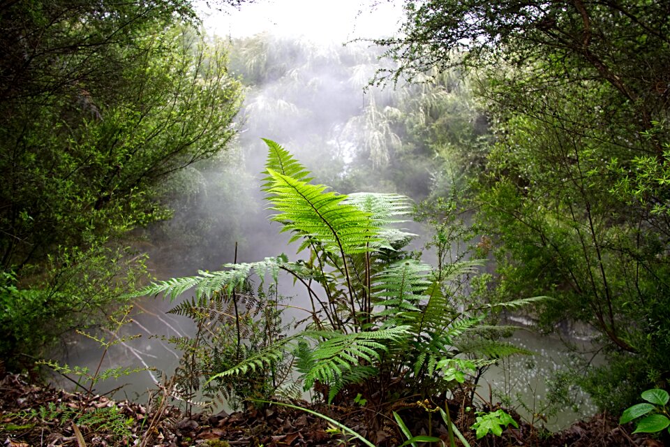 Mist volcanic plants ferns