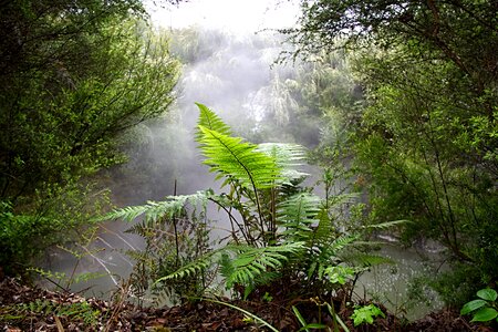 Mist volcanic plants ferns