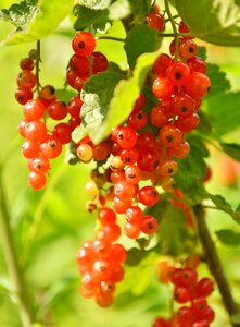 Red currants berries