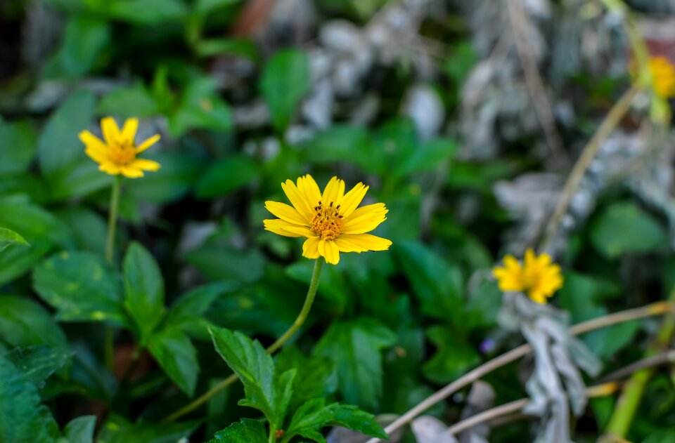 Yellow flower daisy trilobata