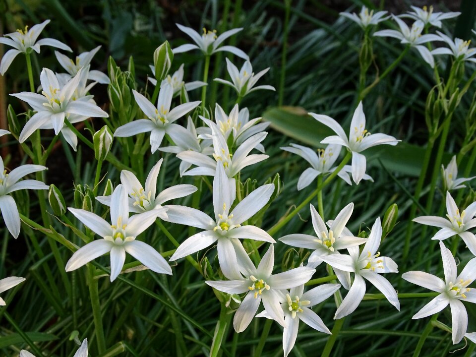 White flower asparagus plant bird's milk