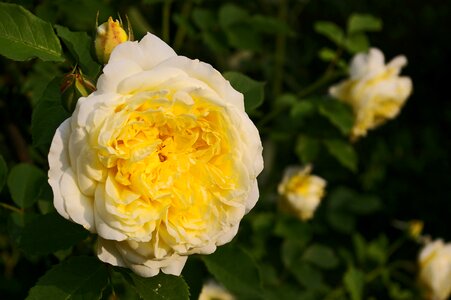 The pilgrimm rose bloom romantic photo