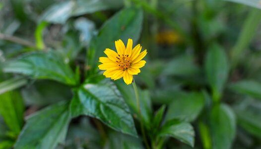 Yellow flower daisy trilobata