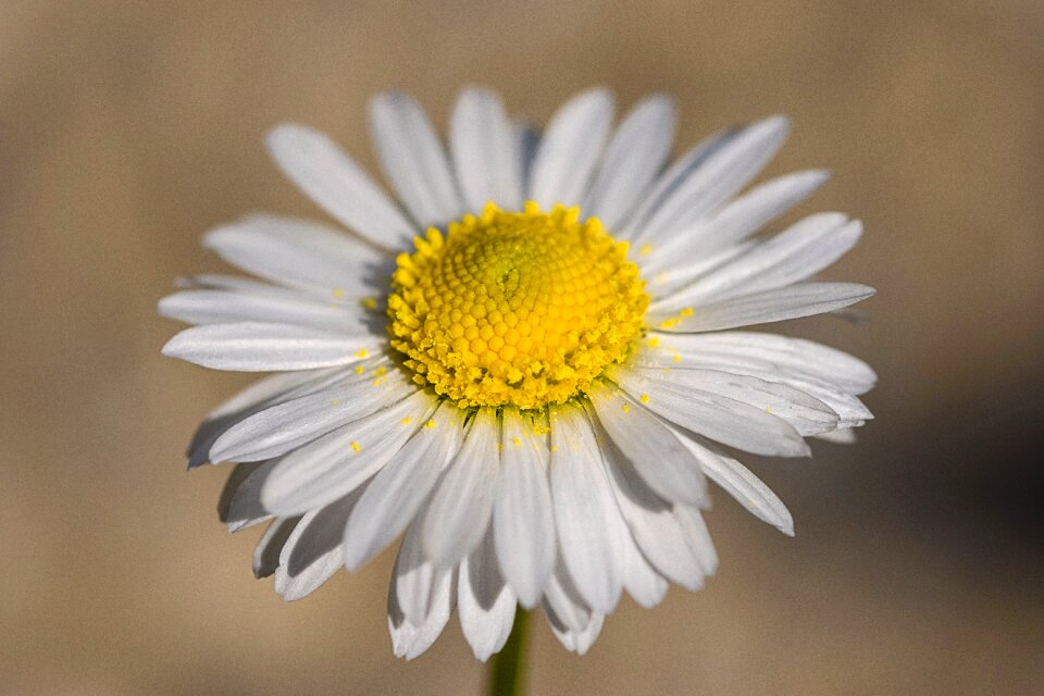 Bloom flora beauty