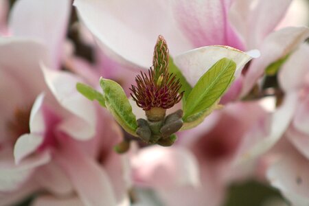 Close up leaf magnolia