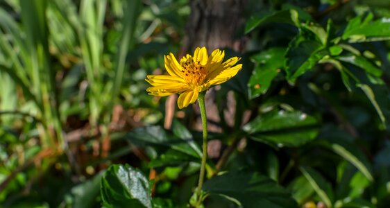 Yellow flower daisy trilobata