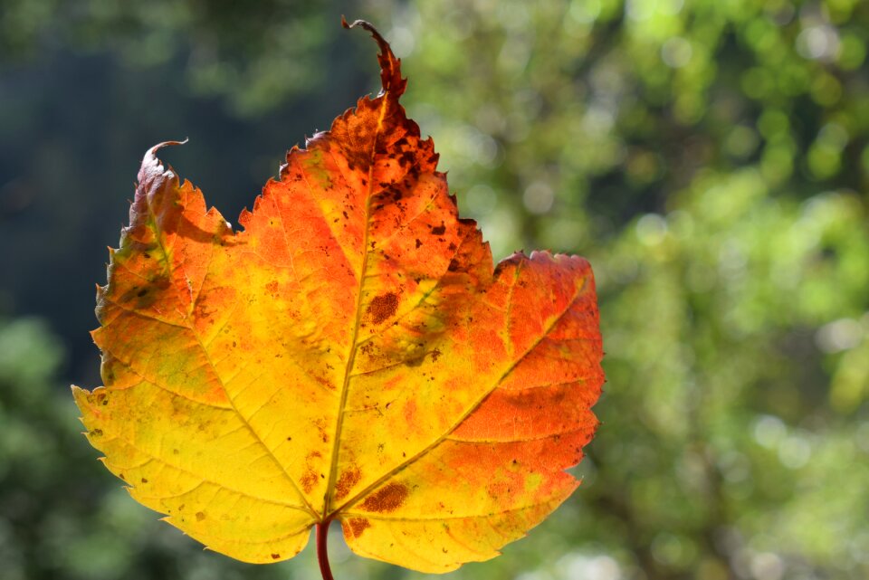 Leaf nature leafs