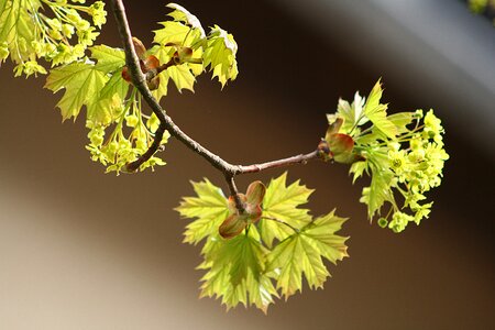 Nature growth maple