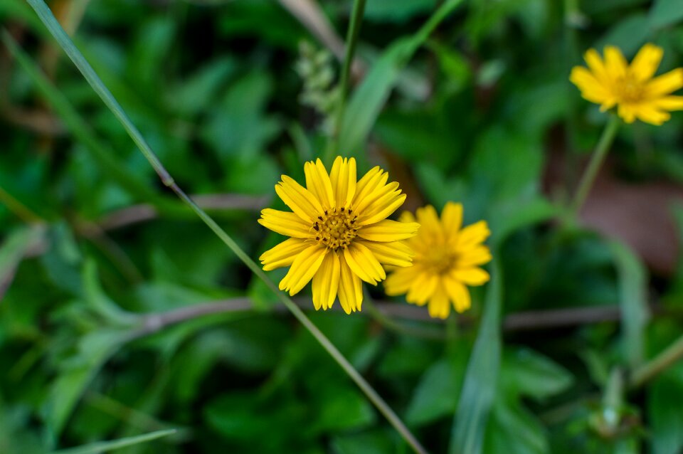 Yellow flower daisy trilobata