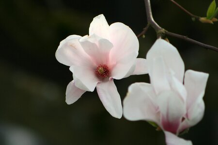 Nature garden magnolia photo