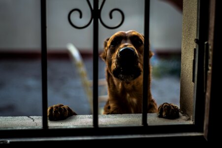 Pet snout brown