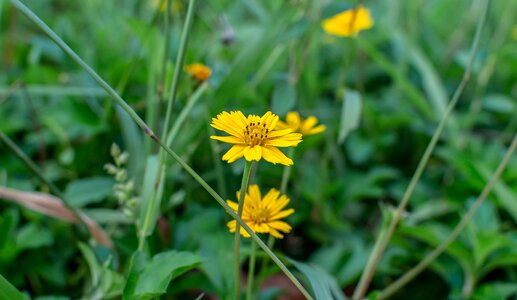 Yellow flower daisy trilobata