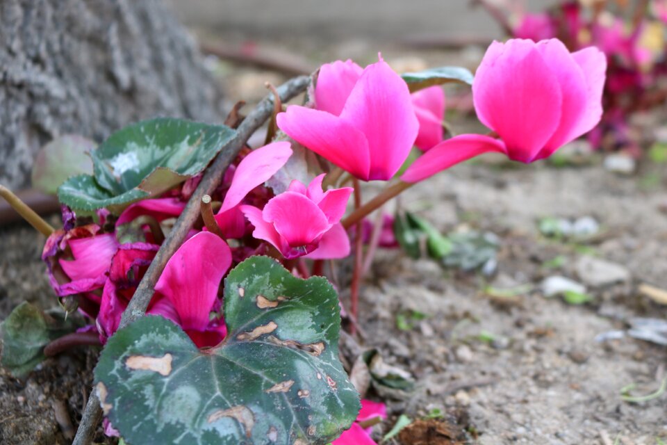Flora flowering flowers
