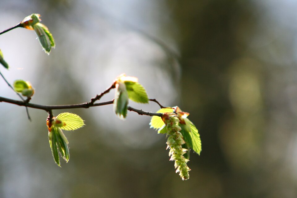 Tree plant growth