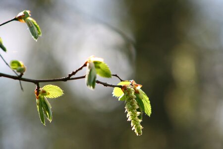 Tree plant growth