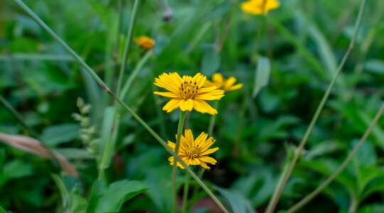 Yellow flower daisy trilobata