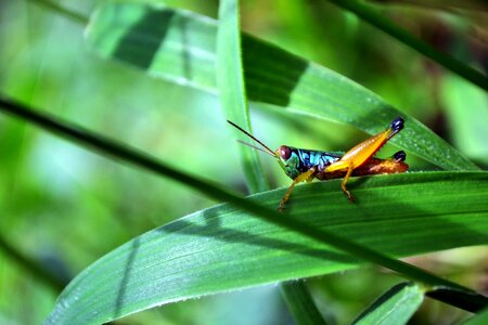 Nature insect grass photo