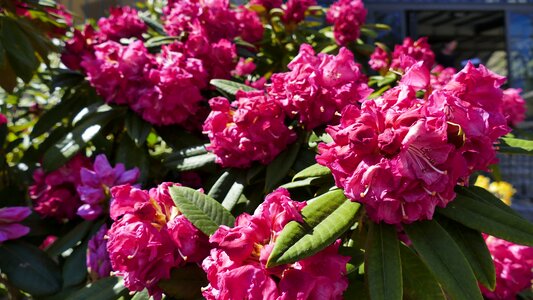 Spring anemone garden photo