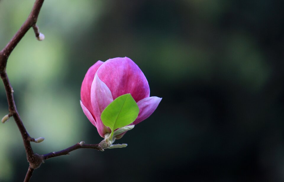 Spring colors pink photo