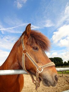 Nature mane mare photo