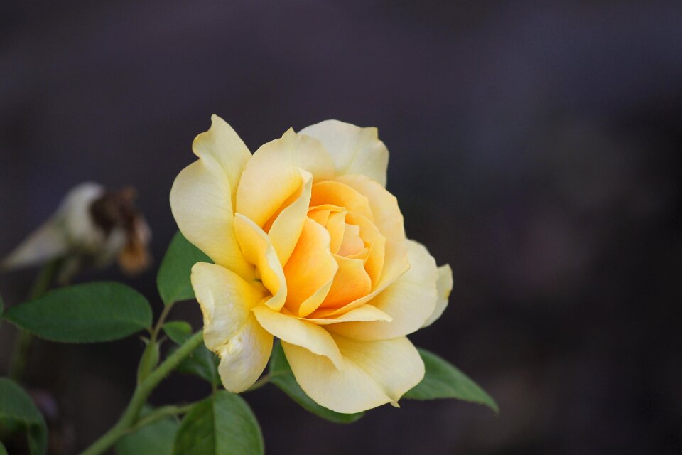Romantic blossom bloom