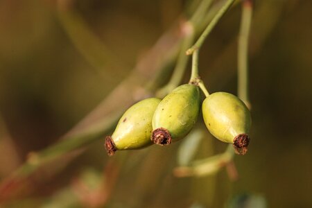 Green immature nature