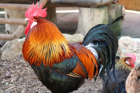 Farm chicken birds