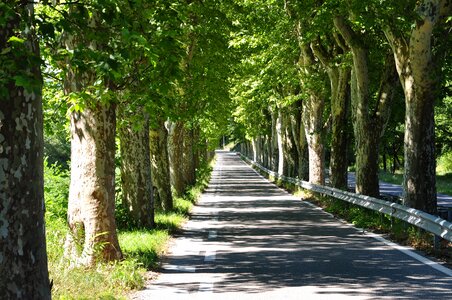 Road trees tree lined avenue photo