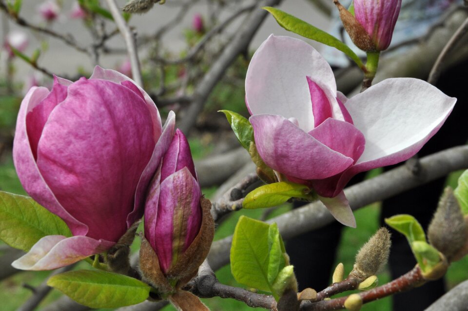 Magnolia leaf spring photo