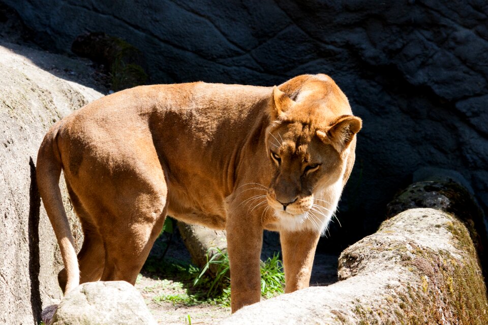 Female animal zoo
