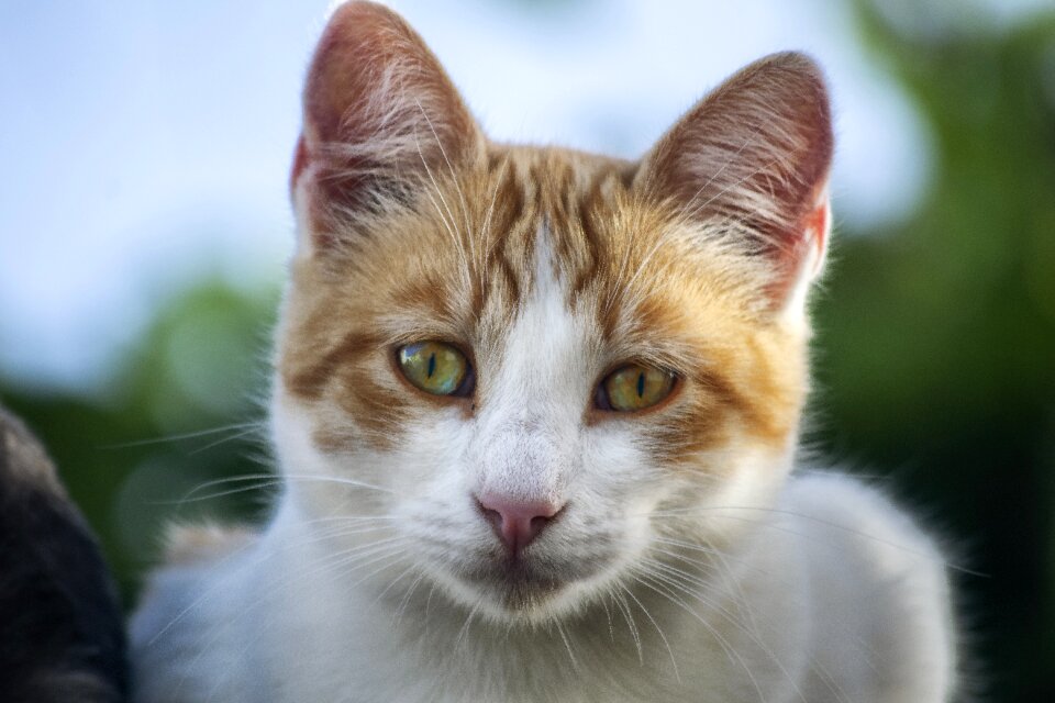 Pets eyes kitten photo