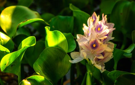 Pink hyacinth flowers photo