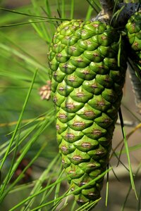 Softwood needles tap photo