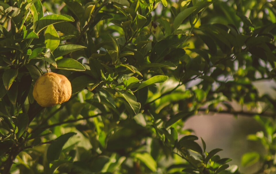 Citrus grove green photo