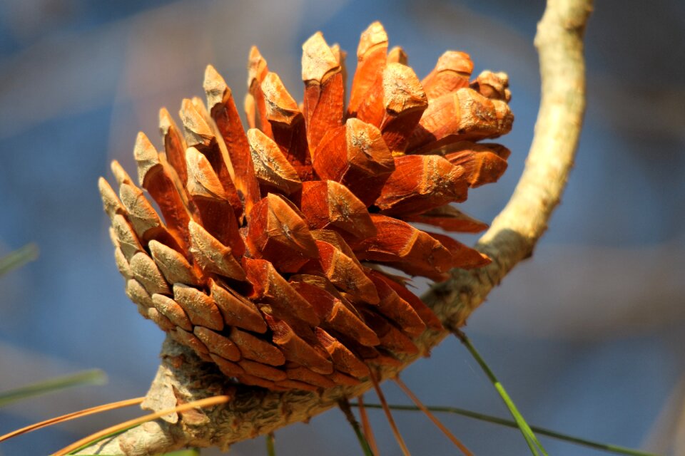 Softwood needles tap