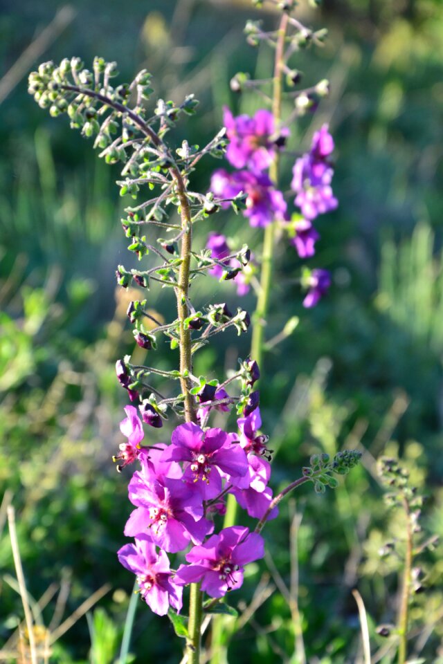 Flower nature meadow flower photo