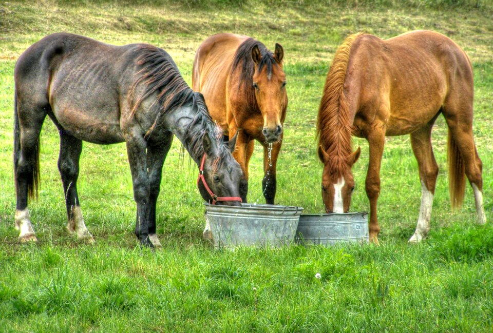 Rural nature summer