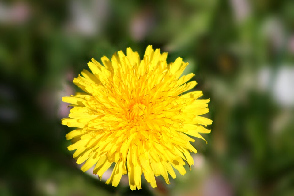 Flower plant dandelion