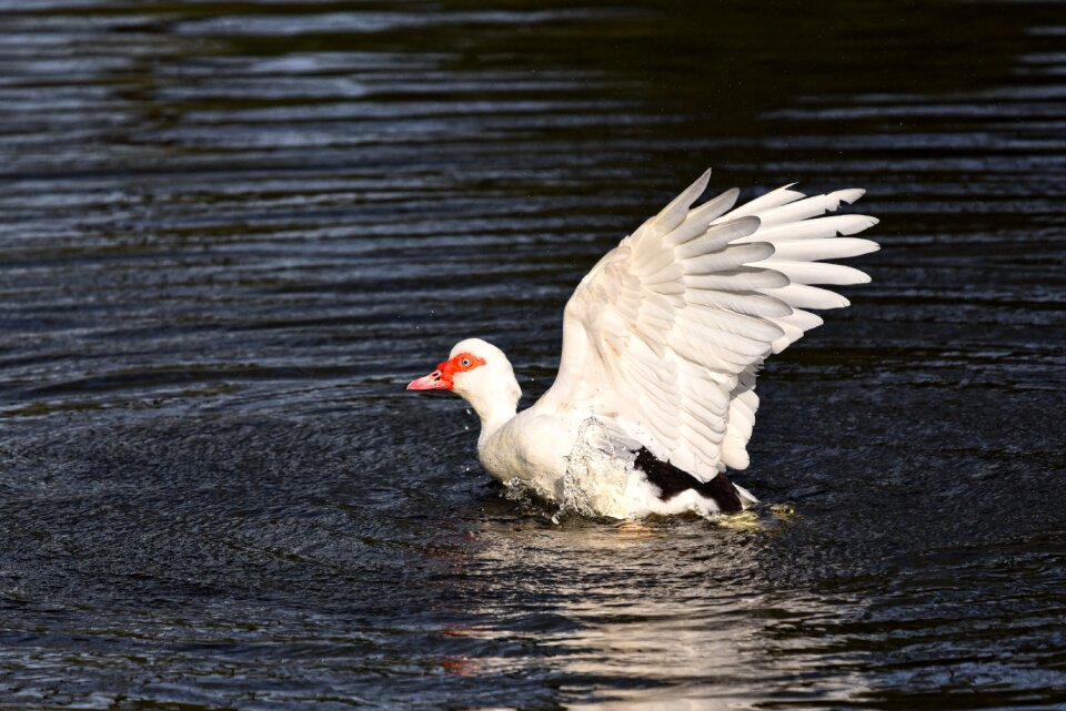 Waterbird animal female