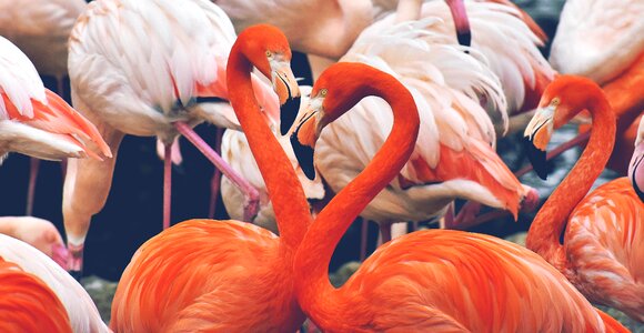 Feather pride tierpark hellabrunn photo