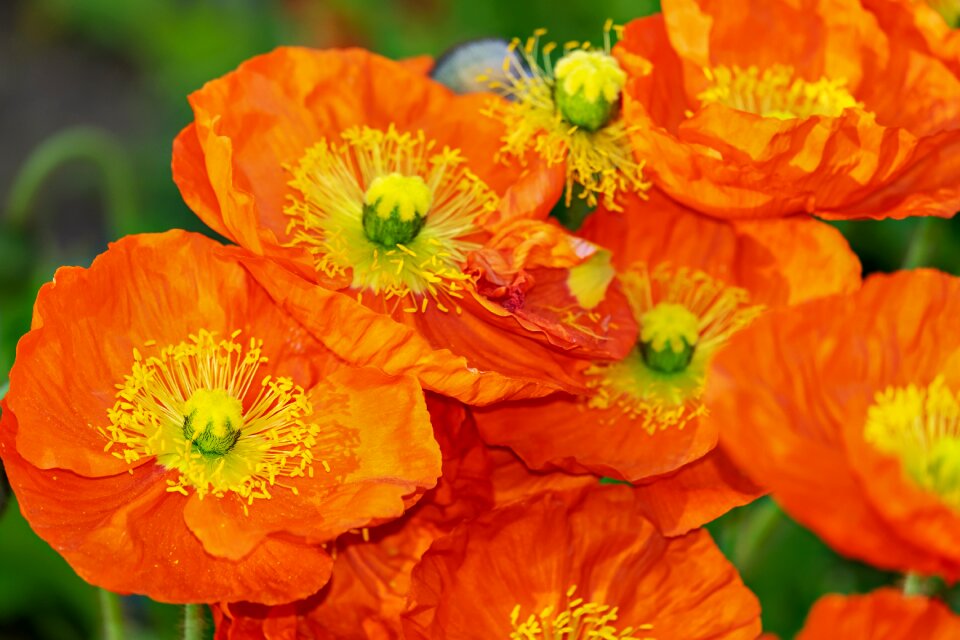 Blossom bloom yellow orange