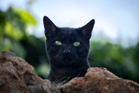 Black pets dark