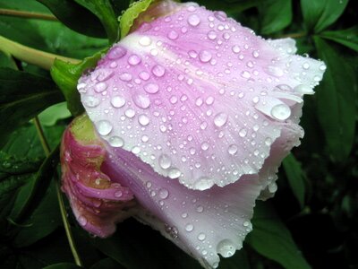 Peony drip pink