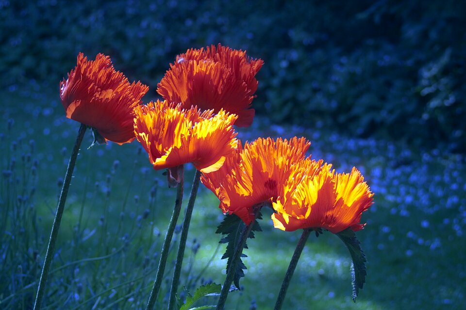 Poppies close up background lighting