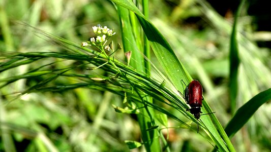 Nature insect summer